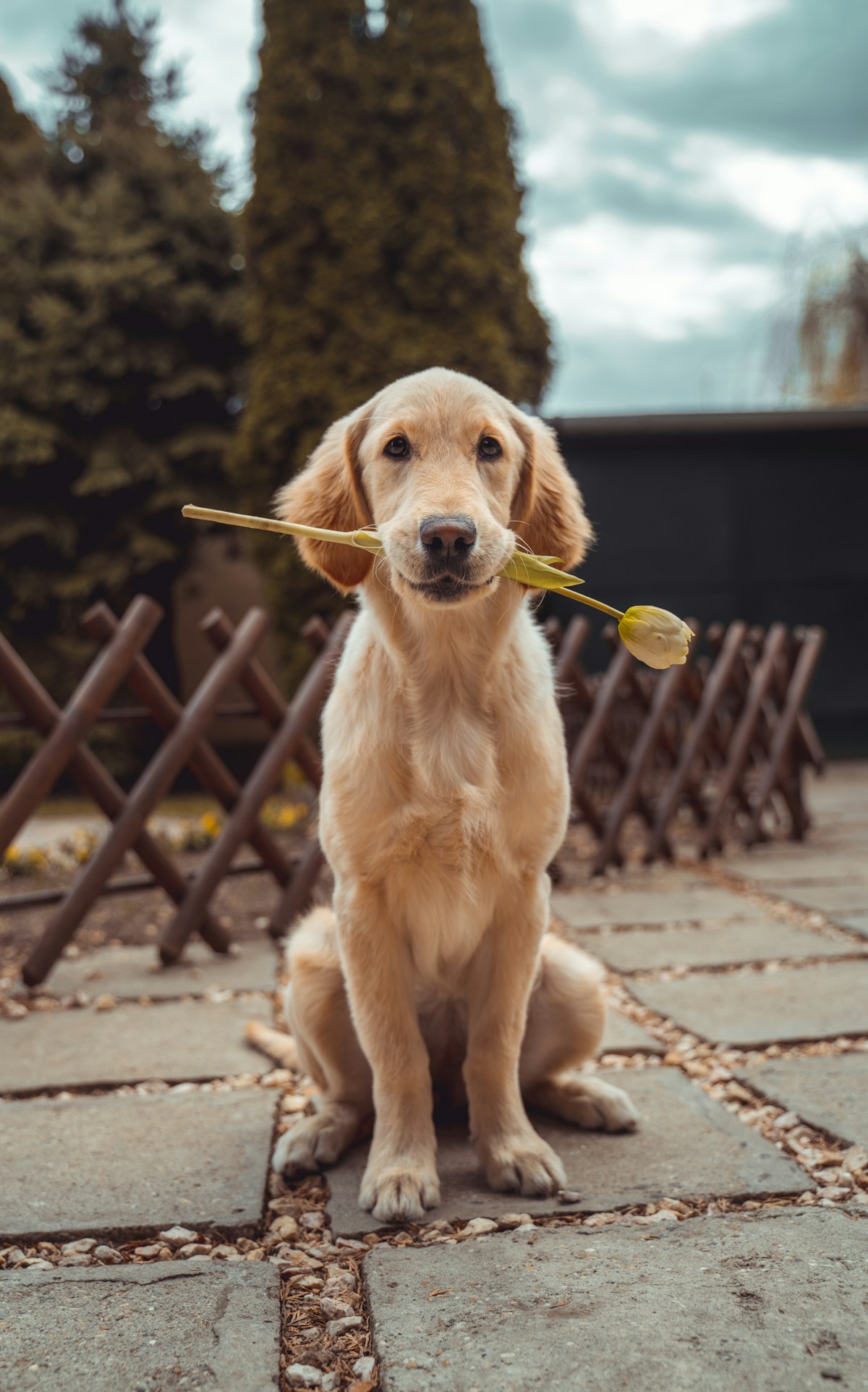 Cachorro feliz